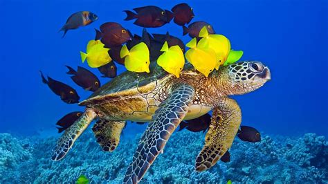 sea animal wallpaper  images