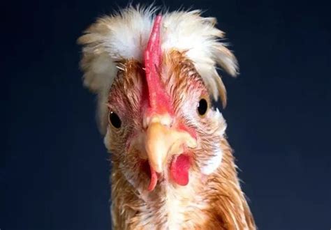 Famous Chicken Names for Your Feathered Friend