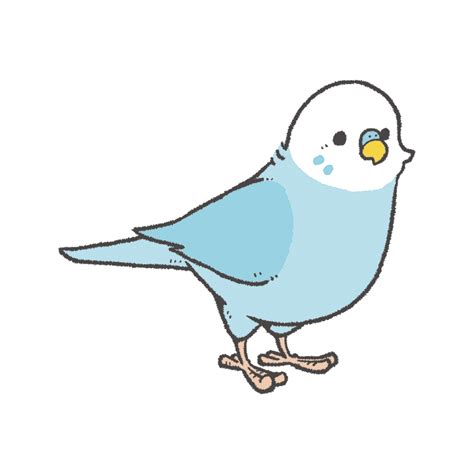 書籍「かわいいとりの描きかた帖」｜BIRDSTORY