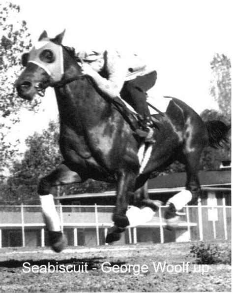 Seabiscuit Horses And Dogs, Wild Horses, Animals And Pets, Horse Fly ...