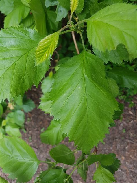 Crataegus Mollis Trees And Shrubs Online