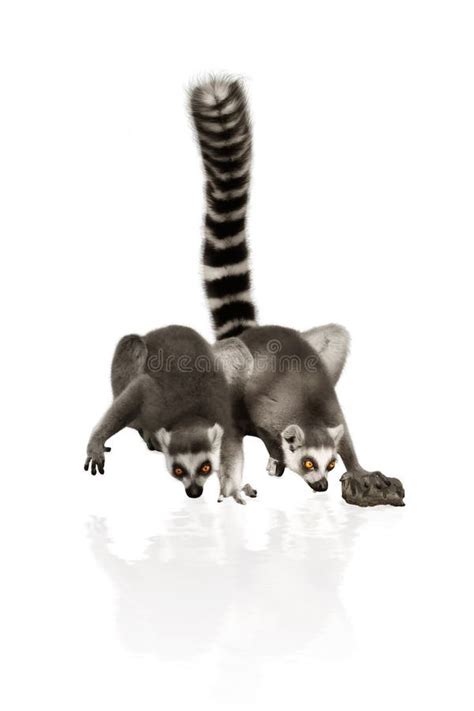 Funny Lemurs Stock Image Image Of Background Mammals 70343481