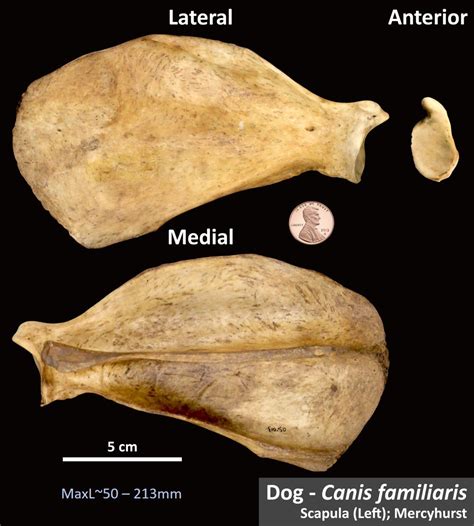 dog scapula osteoid bone identification