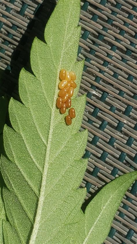 Found These On One Of My Leaves Does Anybody Know What Type Of Eggs These Are Microgrowery