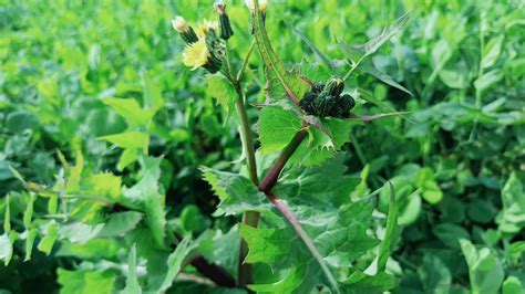 农村山上有一种野草，长得跟蒲公英非常相像，也是一种优质的野菜蒲公英野菜苣荬菜新浪新闻