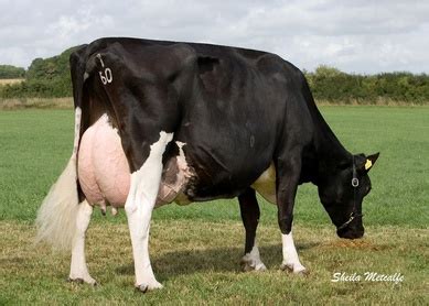 Holstein - ALPHA GENETICS