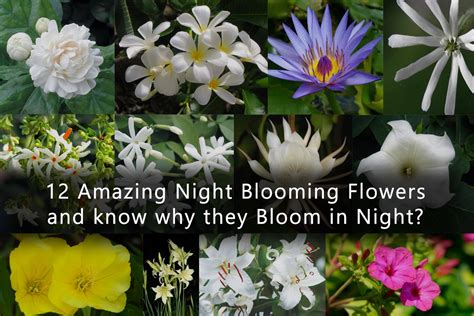 13 Flowers That Bloom At Night INSTALL IT DIRECT Atelier Yuwa Ciao Jp