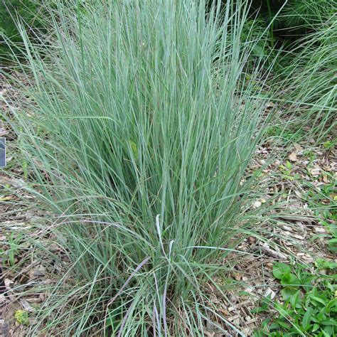 Little Bluestem The Blues