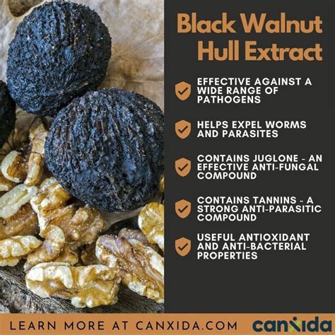 Black Walnut Hull Extract For Candida Is Black Walnut Hull Extract