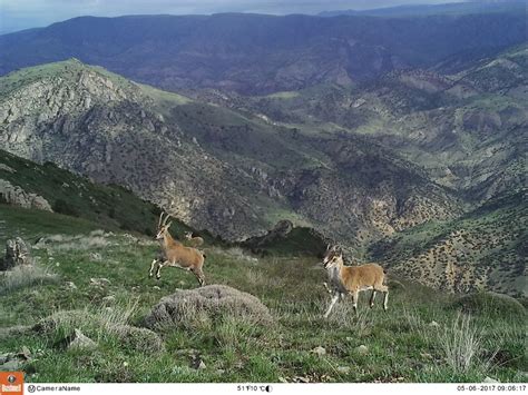 Spot the Ultra-Rare Caucasian Leopard in Armenia's Caucasus Wildlife ...