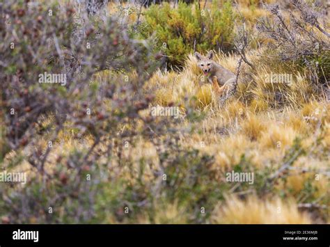 Zorro gris sudamericano Lycalopex griseus el zorro patagónico en