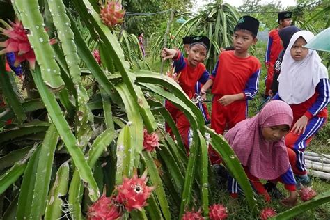 Menikmati Keindahan Kebun Buah Naga Di Banyumas Suara Merdeka Banyumas