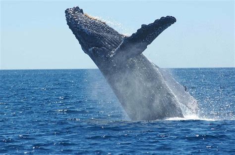 Pacific Ocean Whales