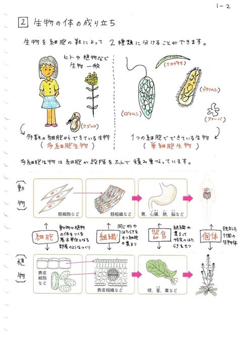 【中学理科】生物の体と細胞 ママ塾ノート