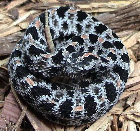 Venomous Snakes Of Arkansas Krebs Creek Snake Venom Snake Rattlesnake