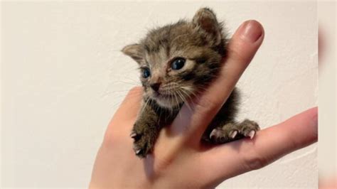 母親に育児放棄された138gの子猫を保護！お豆サイズから成長した保護猫おまめちゃん｜ねこナビ