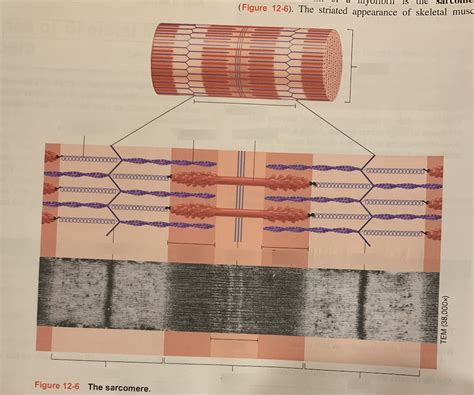 Sliding Filament Theory Diagram Quizlet