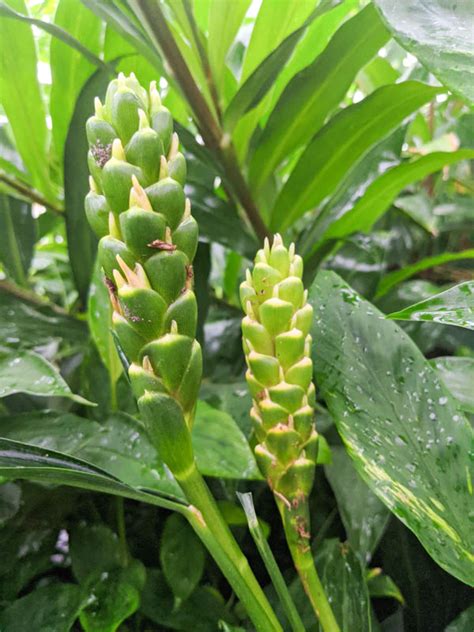 Xl Culinary Ginger Plant Zingiber Officinale Kens Nursery