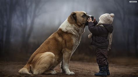 Carta Da Parati Per Cani Per Pareti Cane Cane Da Guardia Di Mosca Cane