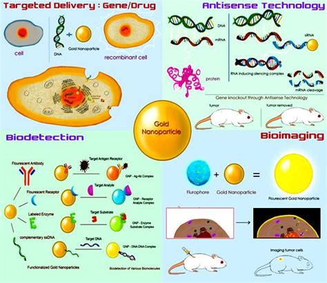 Potential Application Of Gold Nanoparticles In Biomedical Field