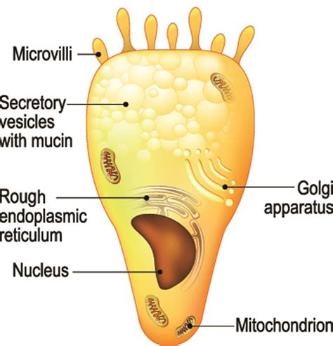 Ethmoid Bone The Definitive Guide Biology Dictionary