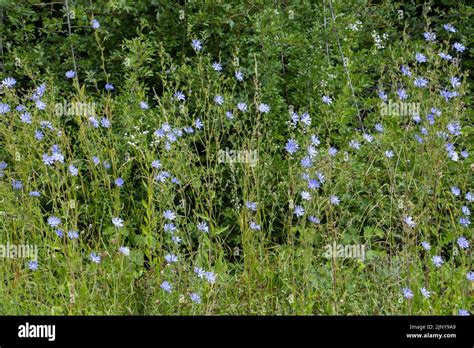 Blue Flowers Of Common Chicory Also Called Cichorium Intybus Or