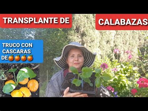 Como Transplantar Calabazas Y Les Ense O Un Truco Con Las Cascaras De