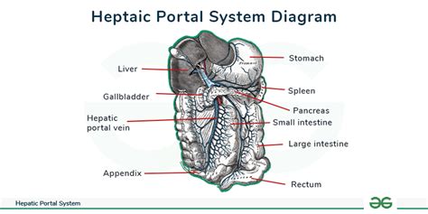 Hepatic Portal System Hepatic Portal Vein Diagram Its