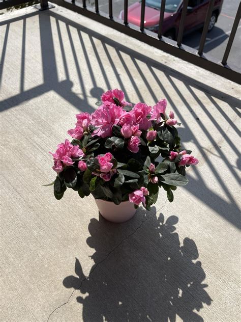 Impulse bought this beautiful Azalea bush and need advice on keeping it ...