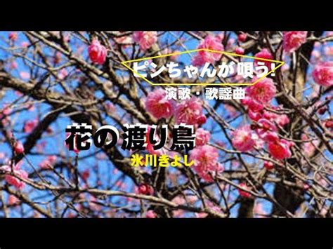 花の渡り鳥 ピンちゃんが唄う 創作集団野火 YouTube