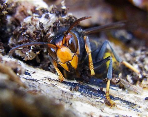 Interesting Facts About Hornets Large Wasps With Paper Nests Dengarden