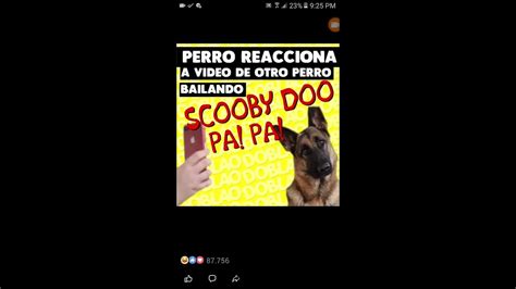 Scooby Doo Pa Pa Perro Reacciona A Video De Otro Perro Armandito