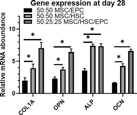 Mrna Expression Levels Of Genes Associated With Osteogenesis