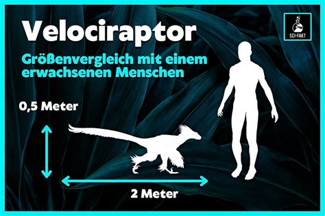 Dinosaurier Wie groß war der Velociraptor wirklich