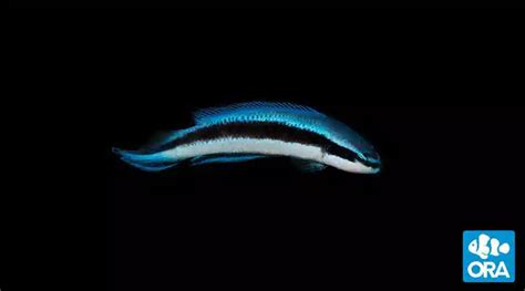 Ora Electric Indigo Dottyback Captive Bred Dottybacks Saltwater Fish