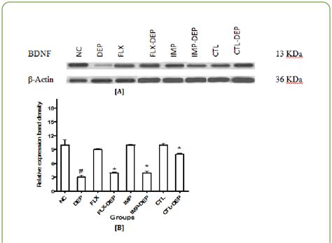 Bdnf Expression In Rat Brain Mitochondrial Homogenate A Western