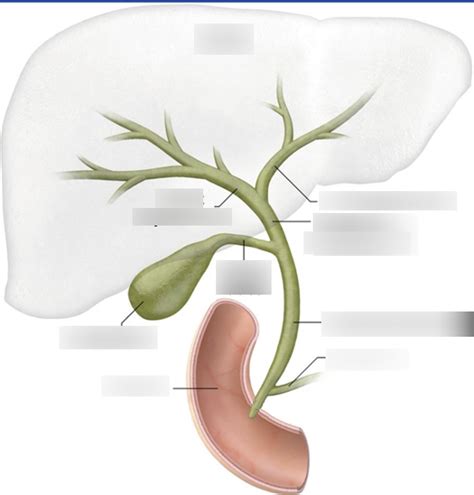 The Biliary System Diagram Diagram Quizlet