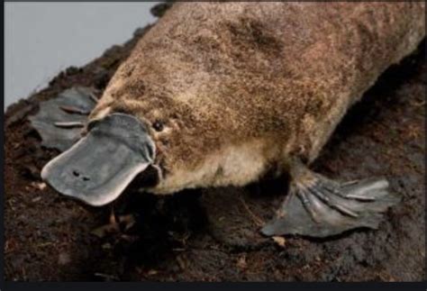 Platypus webbed feet | Platypus, Animal mashups, Australian animals