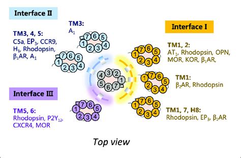 Schematic Diagram Of G Protein Coupled Receptor Gpcr Dimer Download Scientific Diagram