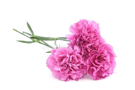 Pink Carnations Stock Photo Image Of Green Elegance 35130100