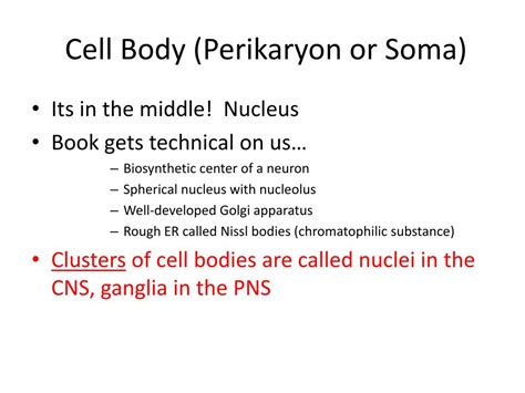 PPT This Week Monday And Tuesday Nervous System Overview