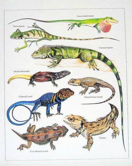 All Kinds Of Lizards - Animals