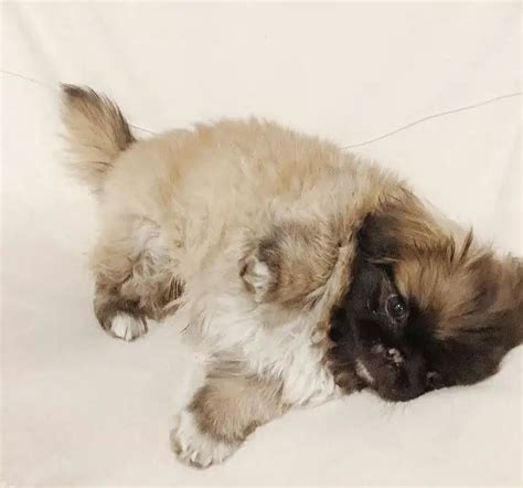 15 Photos Of Pekingese Puppies That Make Everyone Fall In Love - ilovedogscute.com