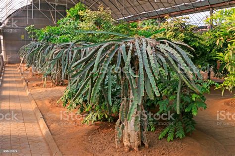 Pitaya Tree In A Greenhouse Stock Photo - Download Image Now - Farm, Pitaya, Indoors - iStock