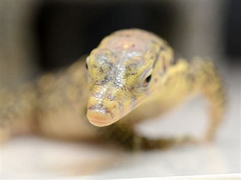 Albino Asian Water Monitor Babies Jons Jungle