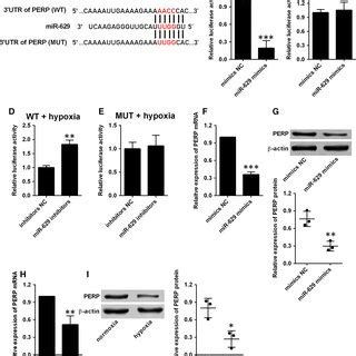 Mir Directly Targets Perp A The Predicted Binding Sites Between