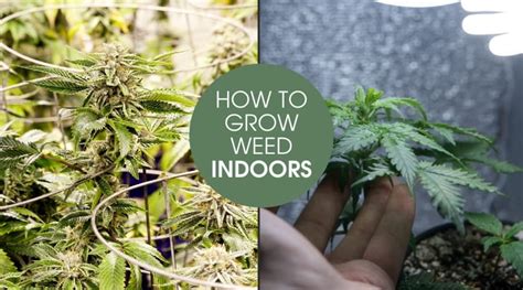 How To Grow Weed Indoors — The Best Beginner’s Guide