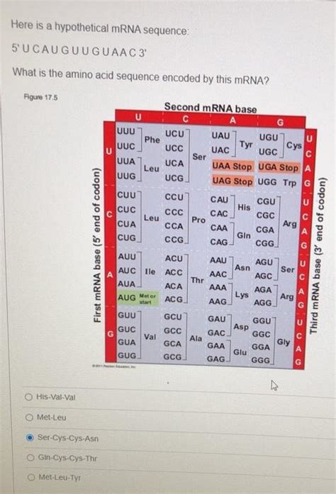 Solved Here Is A Hypothetical MRNA Sequence 5 U CAUGUUGUAAC3 Chegg