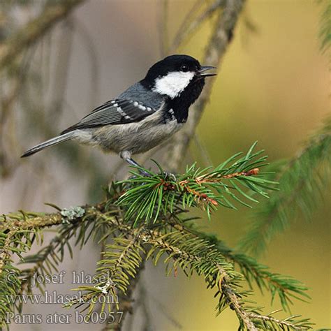 Parus ater Coal Tit Sortmejse Kuusitiainen Mésange noire Zwarte mees