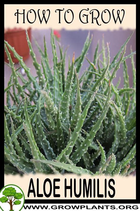 Aloe Humilis How To Grow Care